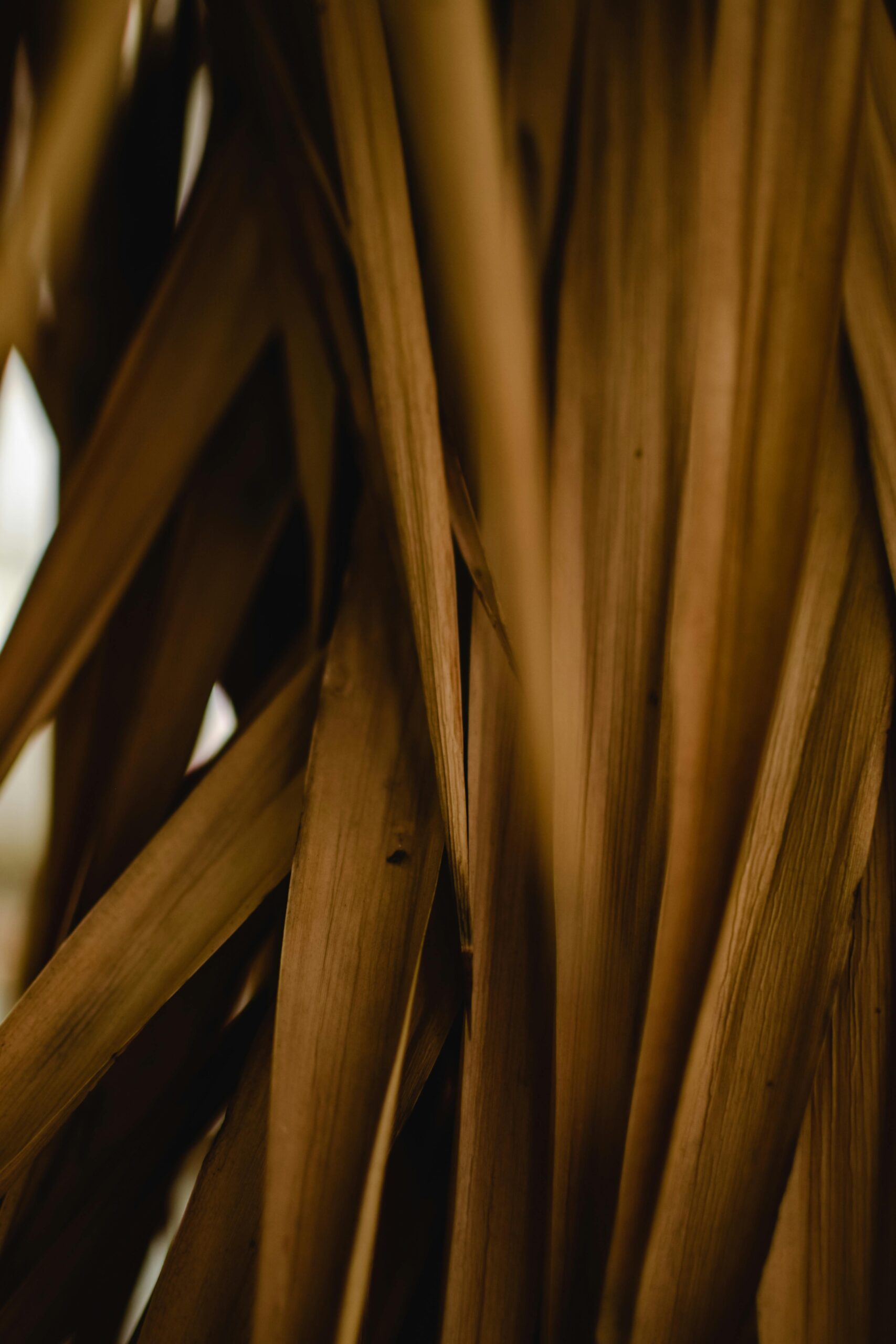 pexels-eva-bronzini-7506086